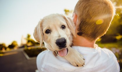 Estudo indica que ver vídeos de animais fofos faz bem para saúde