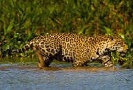 Pantanal: Fogo destrói 70% de parque com maior número de onças-pintadas no mundo
