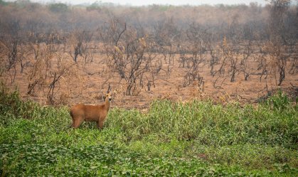 Mato Grosso do Sul receberá mais R$ 1,4 mi do governo para incêndio no Pantanal