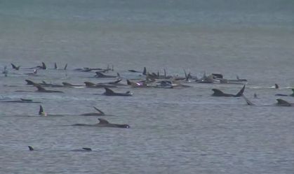 Mais de 200 baleias encalham na ilha da Tasmânia, na Austrália