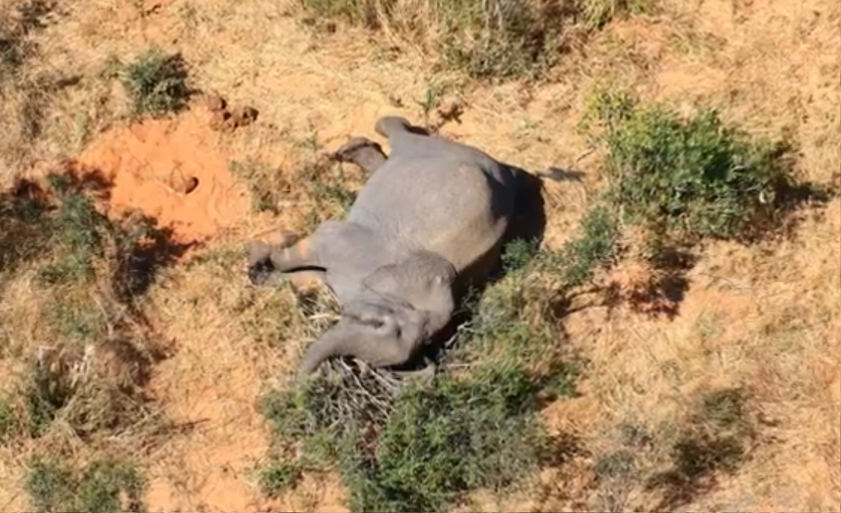 Elefante morto em Botsuana