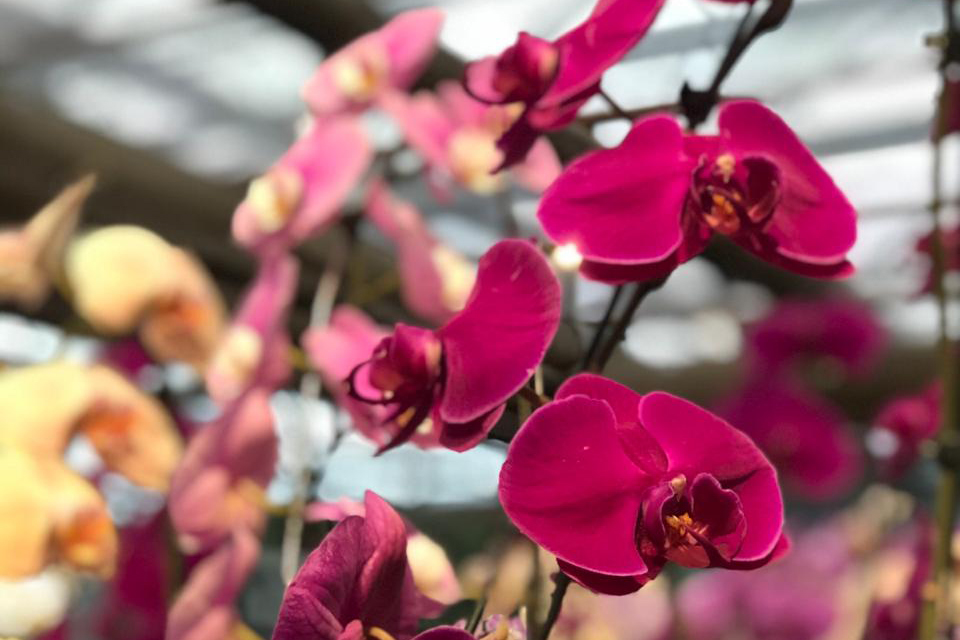 Orquídea em floricultura do Rio de Janeiro