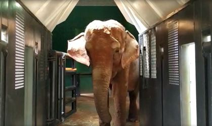 Justiça autoriza transferência da elefanta Bambi para o Mato Grosso