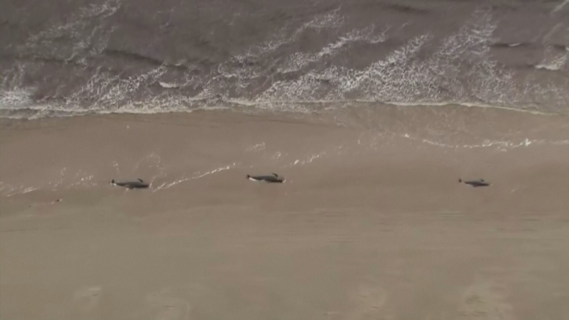 Ao menos 380 baleias morrem encalhadas na ilha da Tasmânia, na Austrália