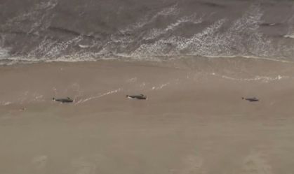 Ao menos 380 baleias morrem encalhadas na ilha da Tasmânia, na Austrália