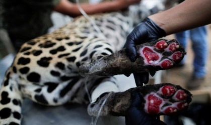 Onça-pintada ferida em incêndios no Pantanal é tratada com células-tronco