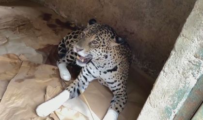 'Dói muito', diz pesquisador que monitora animais atingidos pelas queimadas