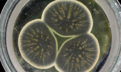 Cientistas sequenciam o DNA de mofo que produziu o primeiro antibiótico