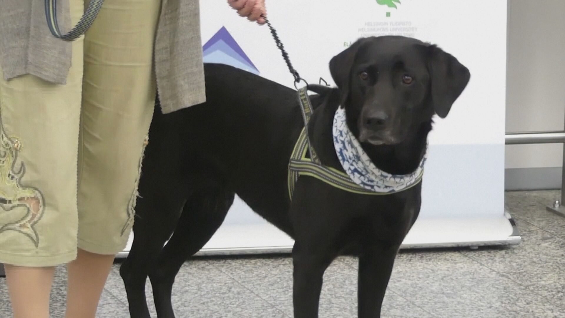 Finlândia treina cães para farejar coronavírus