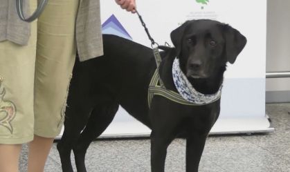 Com treinamento, cães podem identificar pessoas com Covid-19, diz veterinário