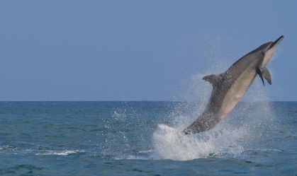 Ausência de barcos mudou comportamento de golfinhos em Fernando de Noronha