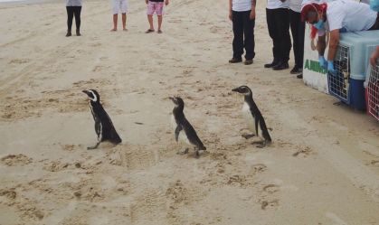 5 mil pinguins já foram resgatados no litoral brasileiro em 2020