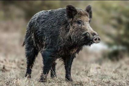 Alemanha registra casos de peste suína africana em javalis