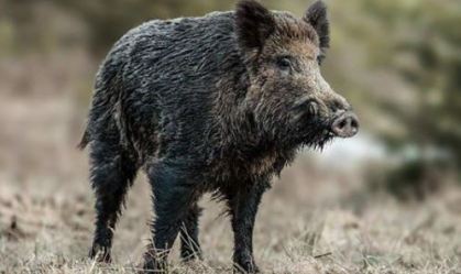 Alemanha registra casos de peste suína africana em javalis