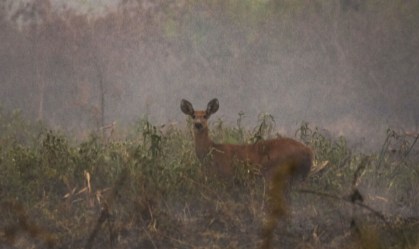 Ibama: Trabalhamos da melhor forma possível para lidar com os incêndios