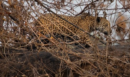 Mais de 40 espécies de animais estão ameaçadas pelo fogo no Pantanal