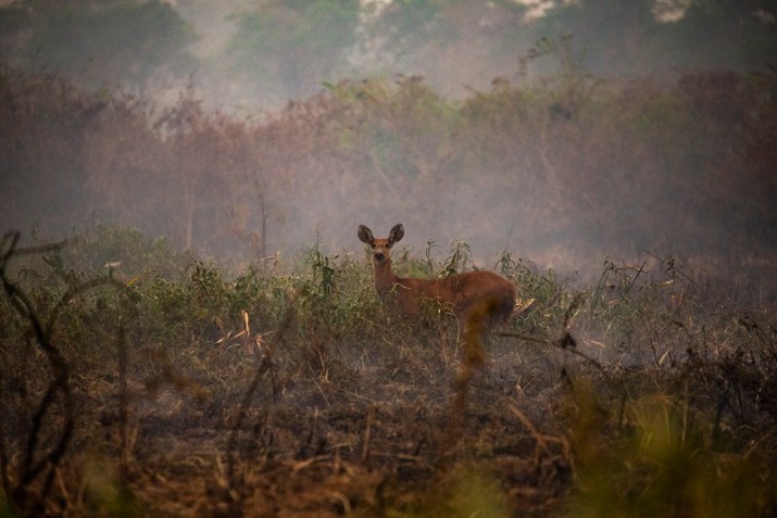 Brasil é epicentro de incêndios florestais na América do Sul e preocupa especialistas em meio ambiente / Foto: Araquém Alcântara/Arquivo Pessoal