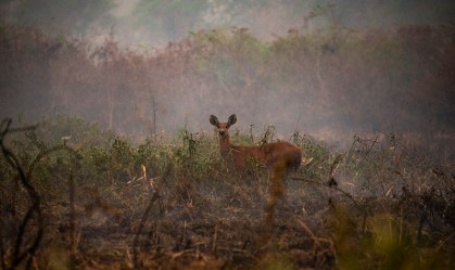 Incêndio atinge Parque Nacional da Chapada dos Veadeiros