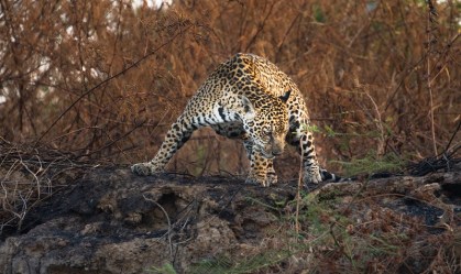 Entenda os impactos do recorde de queimadas no Pantanal nos animais da região
