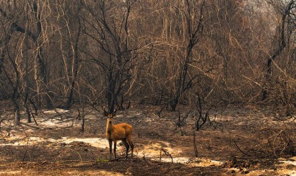 Em carta, Câmara pede que artistas ‘emprestem suas vozes’ ao Pantanal