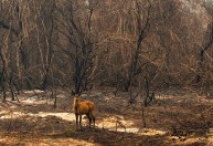 Brasil secando: Pantanal perdeu 61% de superfície de água no ano passado