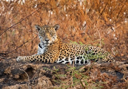 Onça-pintada fotografada em região no Pantanal
