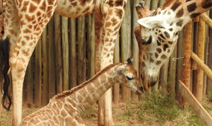 Primeiro filhote de girafa de subespécie em extinção nasce no Brasil