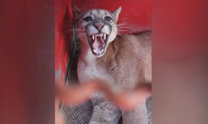 Onça-parda é resgatada no quintal de casa em Minas Gerais