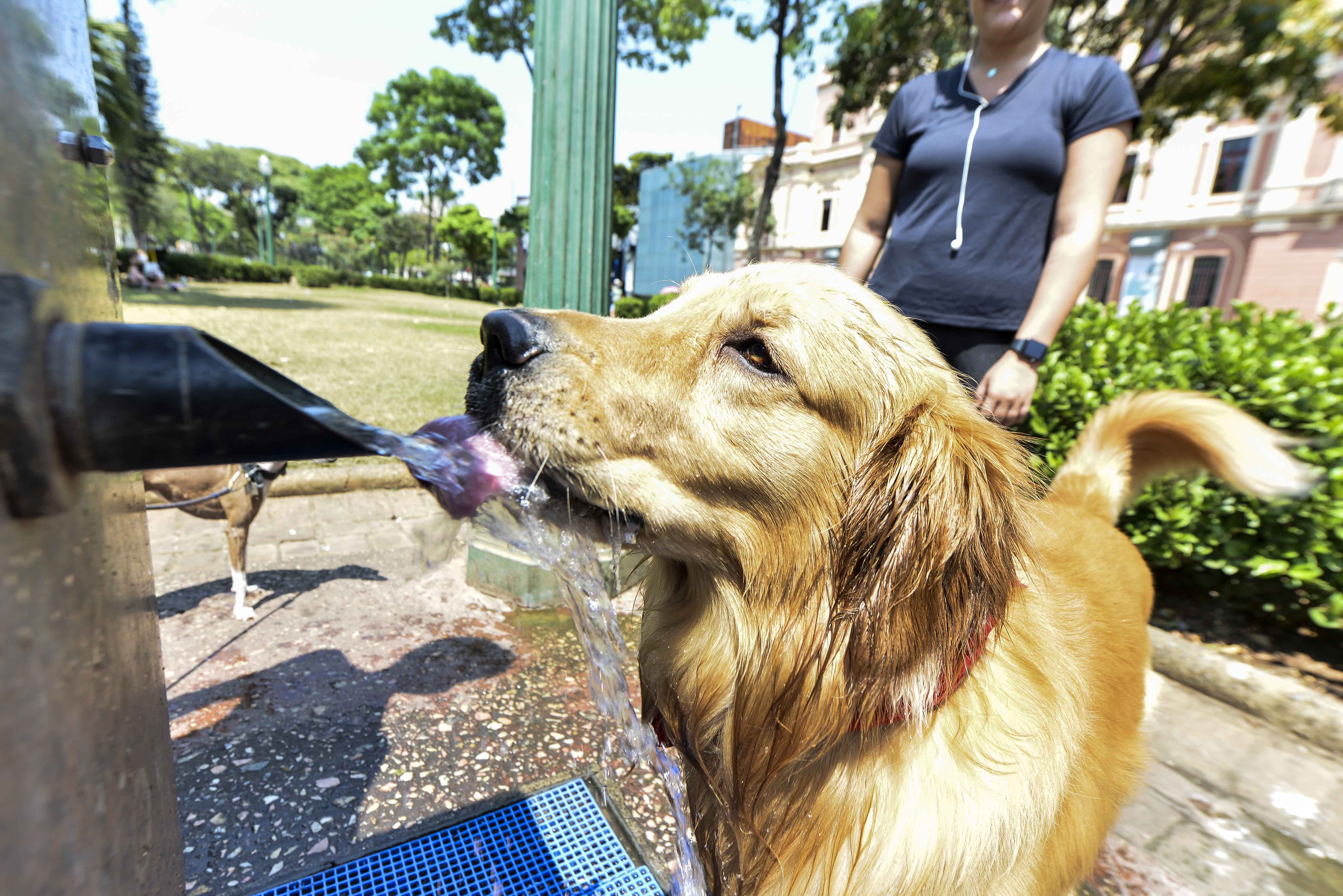 Cão se refresca em bica na Praça da Liberdade, em sábado de forte calor na cidad