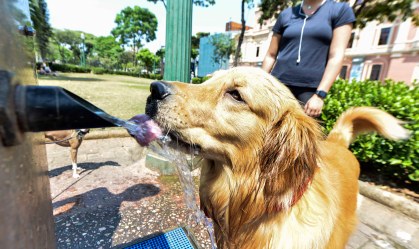 Cão se refresca em bica na Praça da Liberdade, em sábado de forte calor na cidad