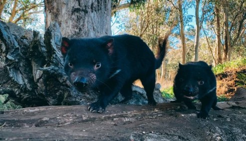 Diabos da tasmânia