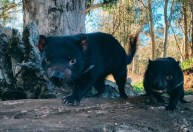 Após 3 mil anos, diabos-da-tasmânia estão retornando à Austrália continental