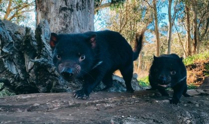 Após 3 mil anos, diabos-da-tasmânia estão retornando à Austrália continental