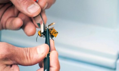 Cientistas buscam ninho de vespas assassinas no noroeste dos EUA