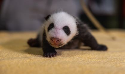 National Zoo dos EUA revela que seu novo bebê panda é macho