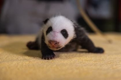 Bebê panda