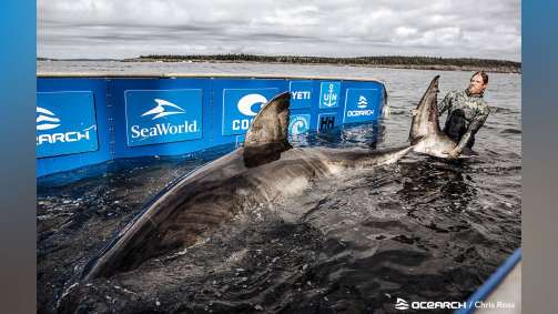 Mergulhador segurando a cauda de tubarão gigante