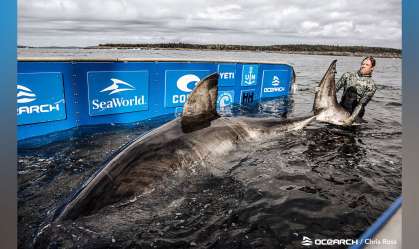 'Rainha do Oceano', enorme tubarão-branco de 1,5 tonelada, é capturado e marcado
