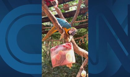 Aves ganham 'picolés' de frutas para enfrentar o calor em Foz do Iguaçu