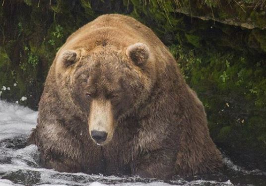 Urso do Parque e Reserva Nacional de Katmai, no Alasca,
