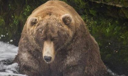 Com milhares de votos, parque elege o urso mais gordo do Alasca