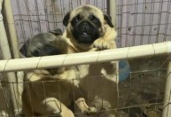Polícia investiga maus-tratos a 49 cães da raça pug encontrados em casa no RS