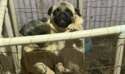 Justiça determina que ONG devolva pugs retirados de canil no RS