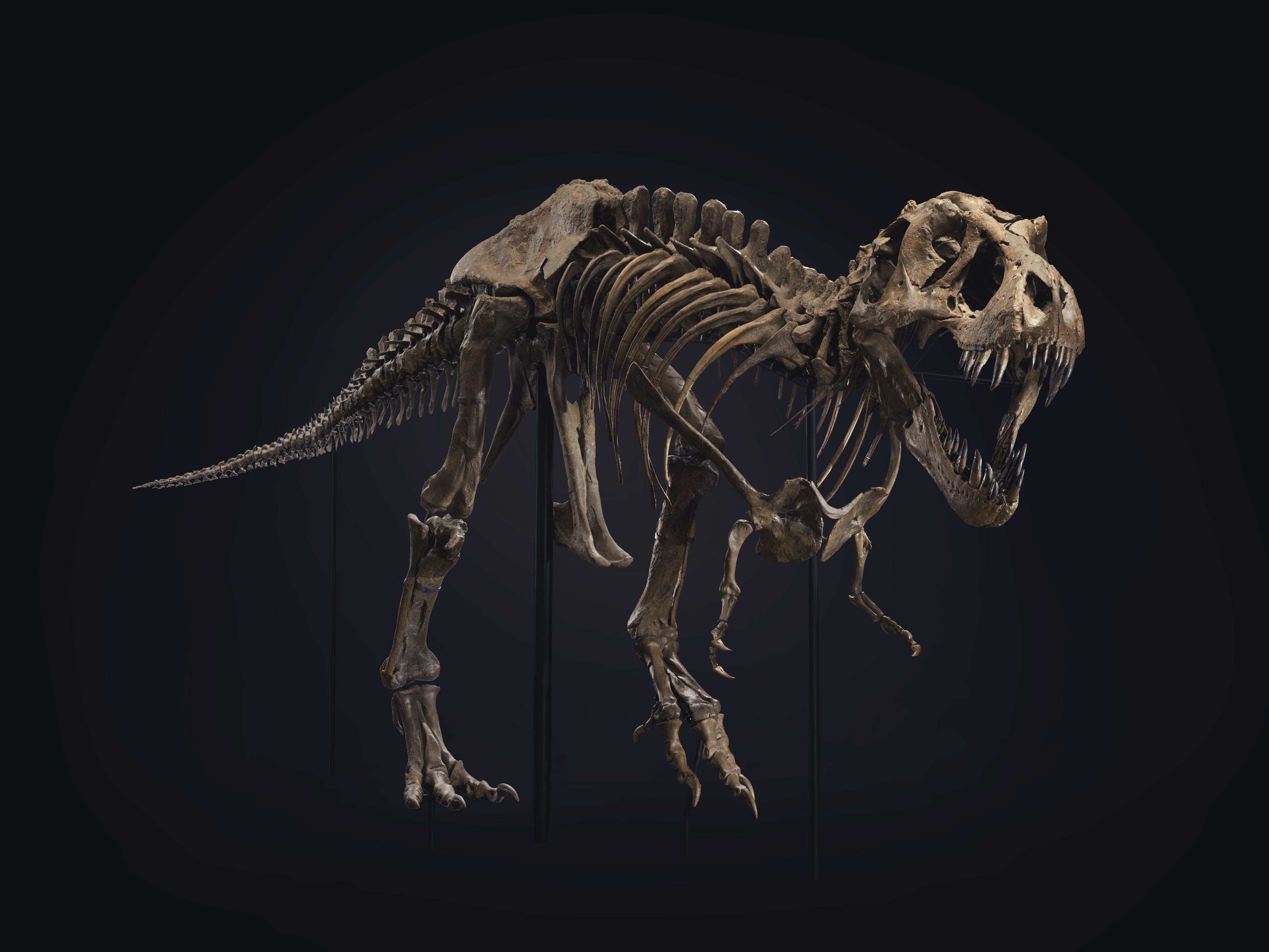 Os ossos são do dinossauro Stan, que viveu há cerca de 67 milhões de anos