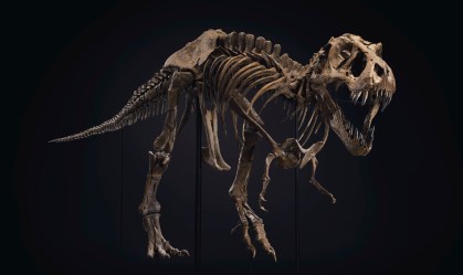 Esqueleto de tiranossauro rex bate recorde e é leiloado por US$ 31,8 milhões