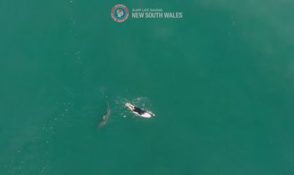 Drone flagra aproximação de tubarão a surfista na Austrália; assista