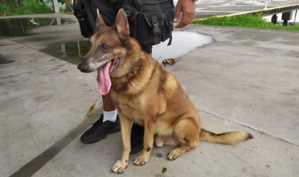 Cães de patrulha da GM do Rio ‘se aposentam’ e são oferecidos para adoção