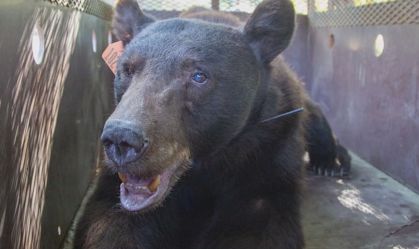 Urso ferido em incêndio florestal volta à natureza após tratamento; assista