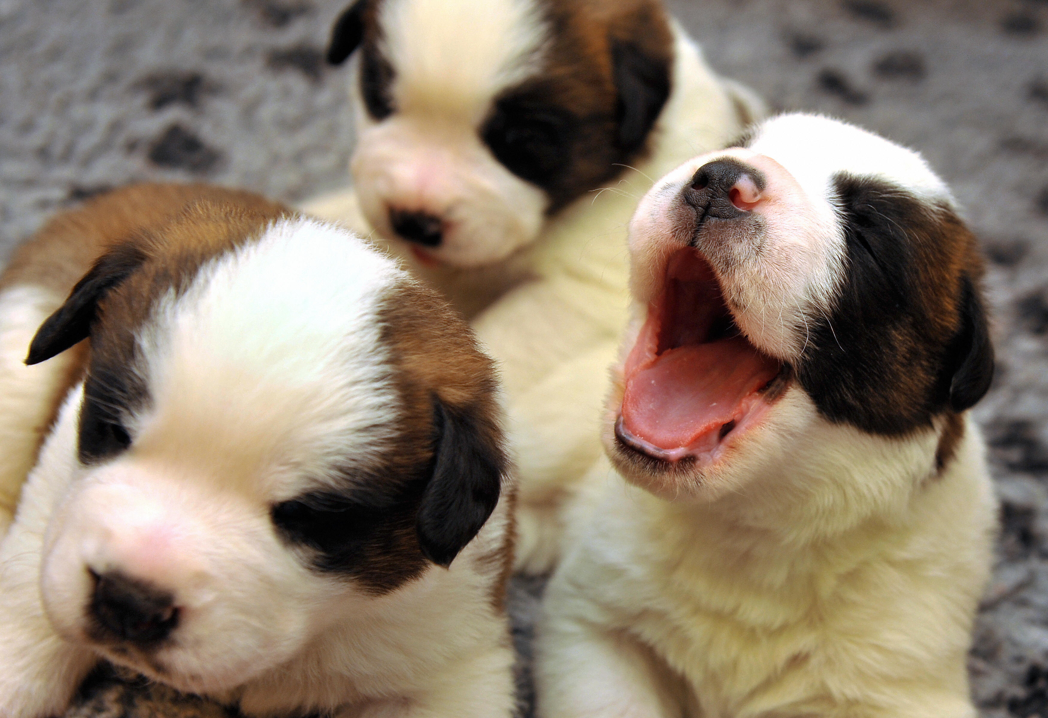 Cachorros não podem pegar ou transmitir o novo coronavírus