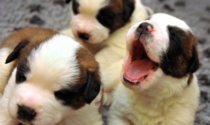 Seu animal de estimação não pode pegar coronavírus, dizem especialistas